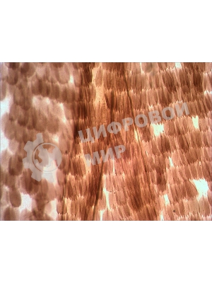 Набор микропрепаратов Levenhuk N10 NG