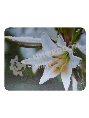 Коврик для мыши Buro BU-M20041 рисунок/лилия