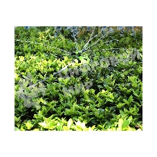 Дождеватель-разбрызгиватель круговой вращающийся 3-х сопловый Deli DL581301 2 режима распыления, площадь орошения до 310кв.м, диаметр шланга 3/4