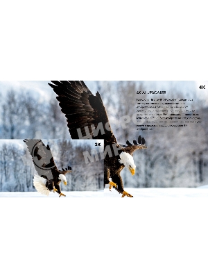 Телевизор Hisense 55